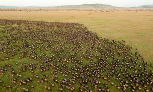 14 Days Great Migration & Zanzibar